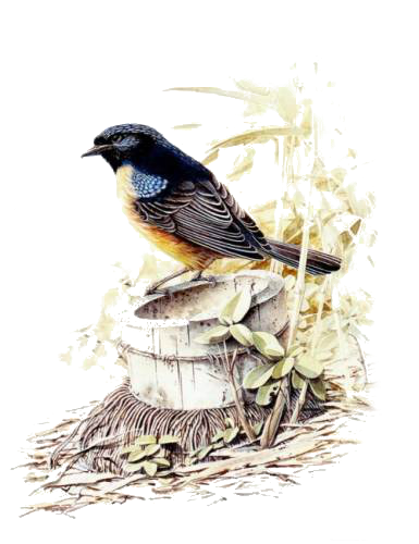 őszi állatok_52.png